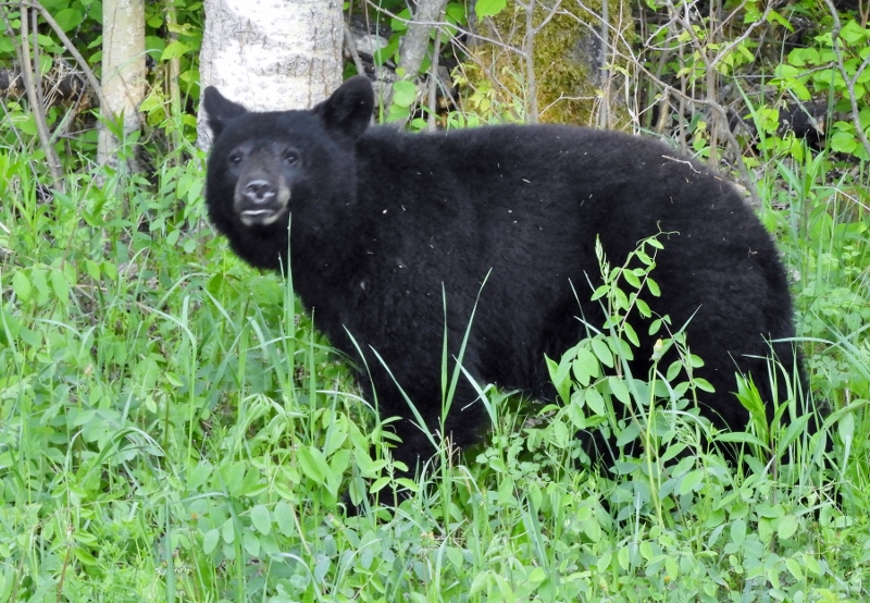 June Trip to Riding Mountain National Park – part&nbsp;5