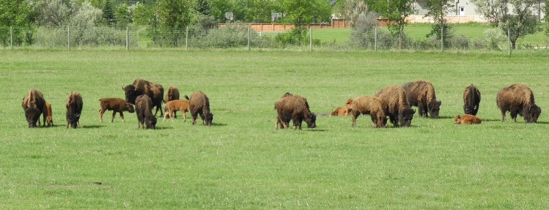 A Couple of Hours at Fort Whyte Alive – part&nbsp;2