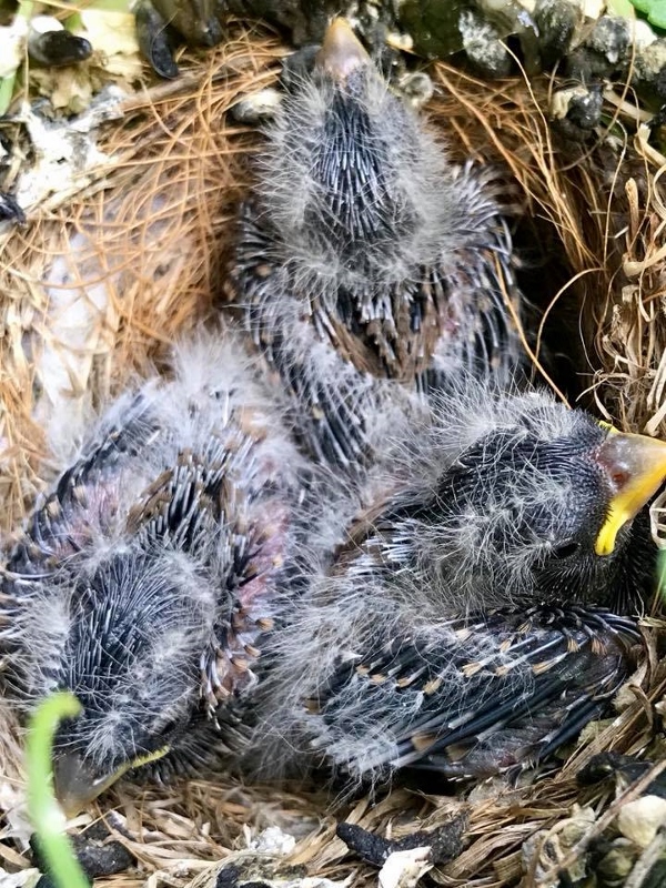 June 17 - 1 (600x800)