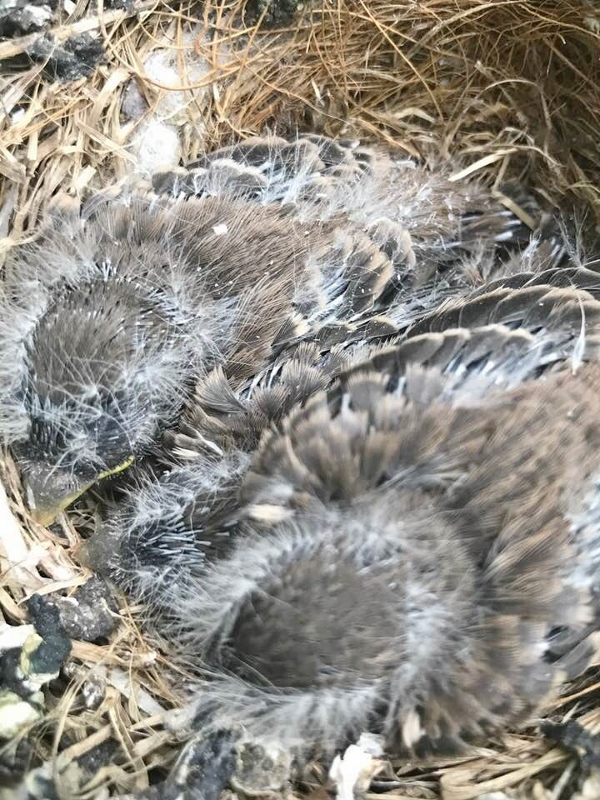 June 19 - 1 (600x800)