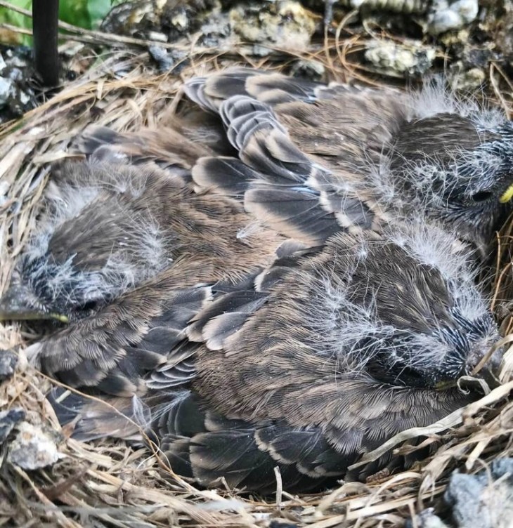 June 20 - 2 (776x800)