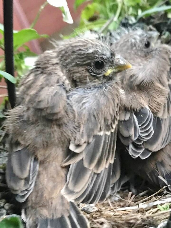 June 23 - 1 (600x800)