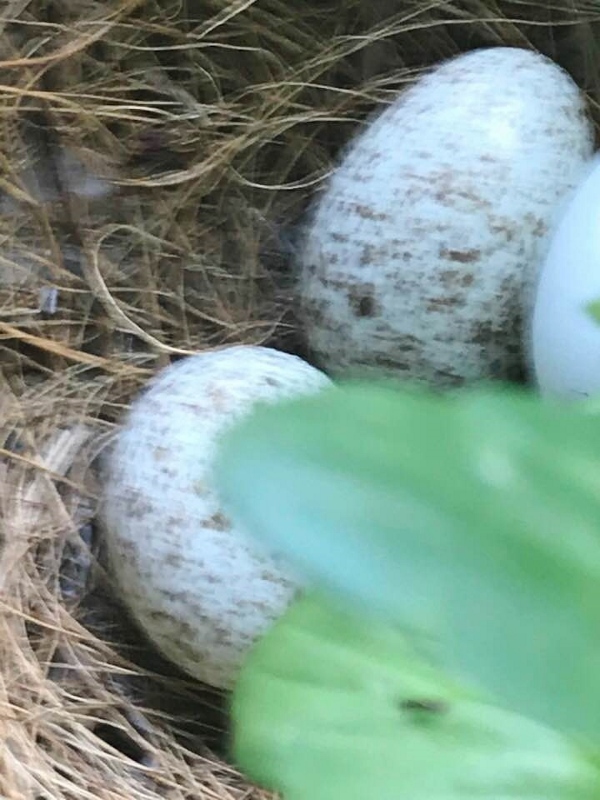 May 25 - 4 (600x800)