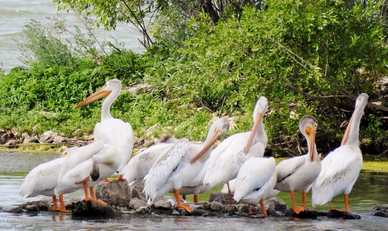 Pelicans at Fort Whyte&nbsp;Alive