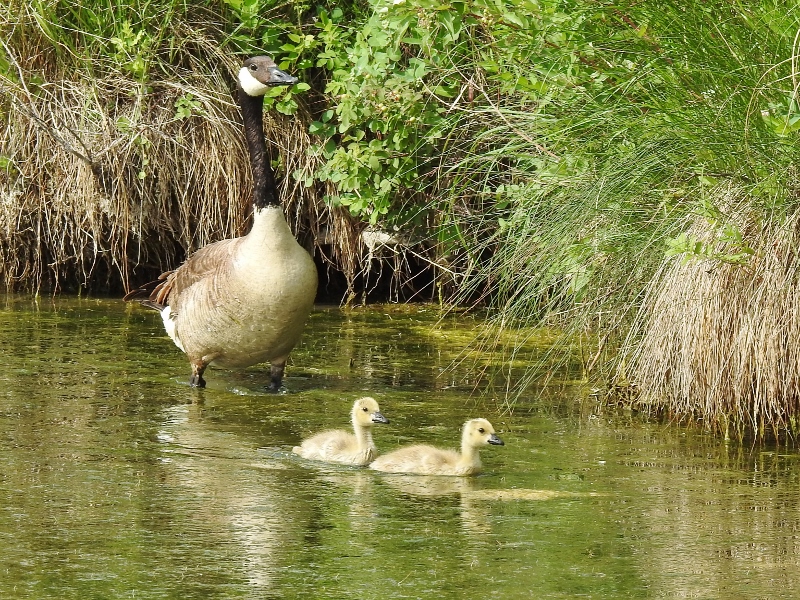 Canada Geese at Fort Whyte&nbsp;Alive