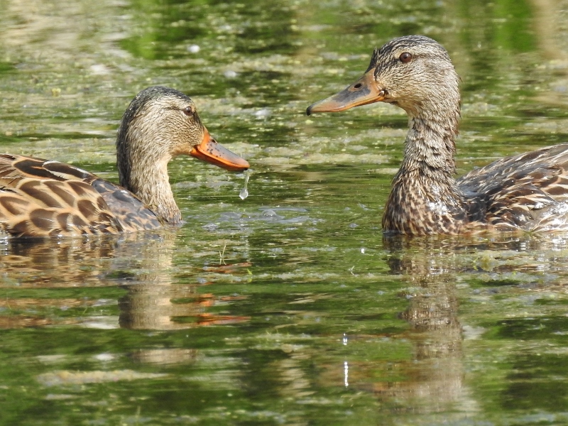 Ducks at Fort Whyte&nbsp;Alive