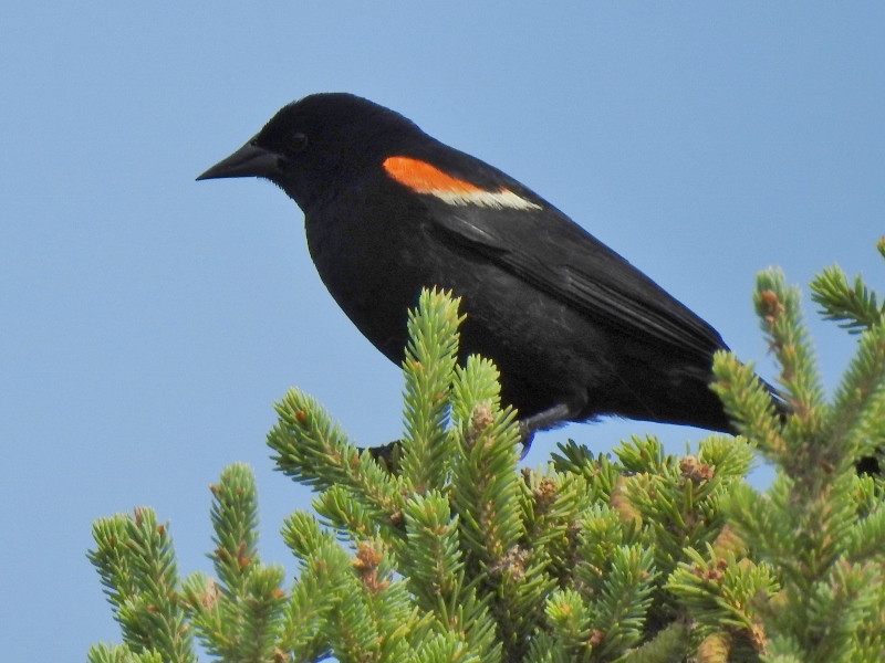 Red-wing Blackbirds at Fort Whyte&nbsp;Alive