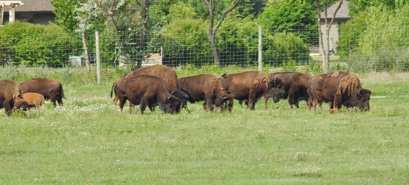 Bison at Fort Whyte&nbsp;Alive