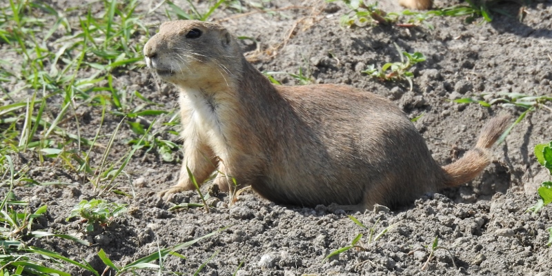 Prairie Dogs at Fort Whyte&nbsp;Alive