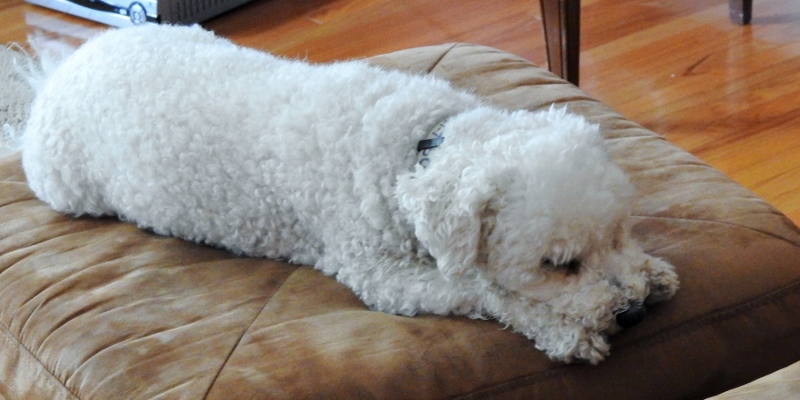 Another visit with Buddy &&nbsp;Coconut