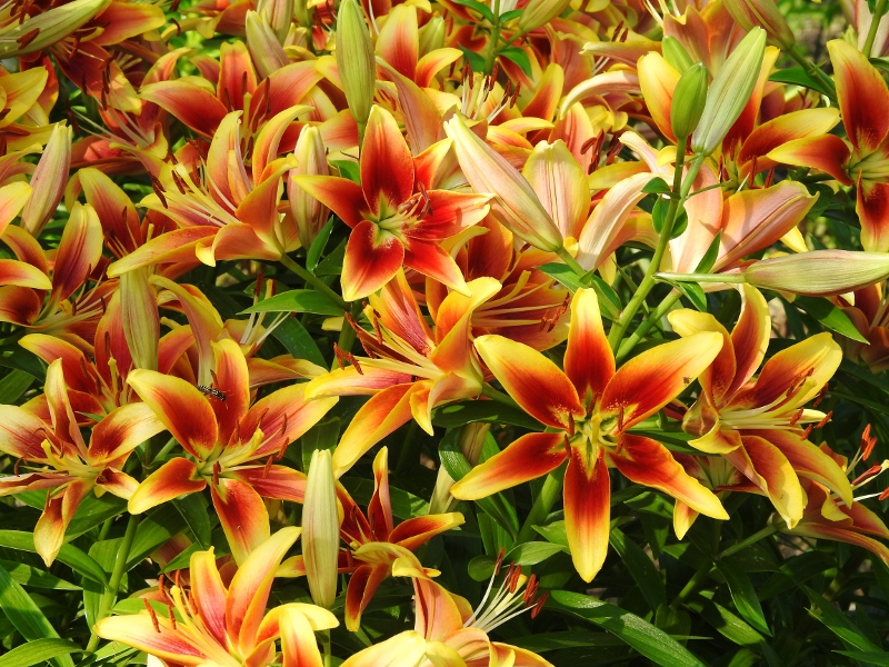 English Garden/Leo Mol in Assiniboine&nbsp;Park