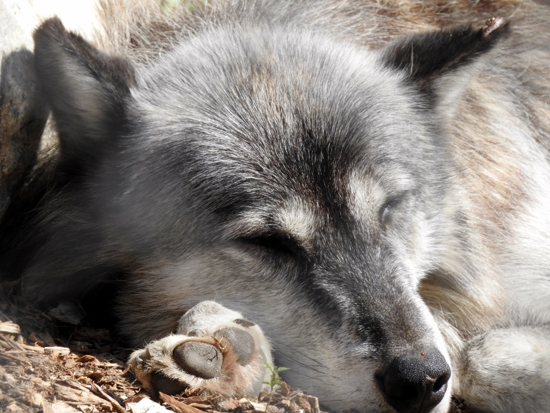 Assiniboine Park Zoo