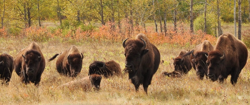 Riding Mountain National Park in Early Fall – day 2, part&nbsp;2