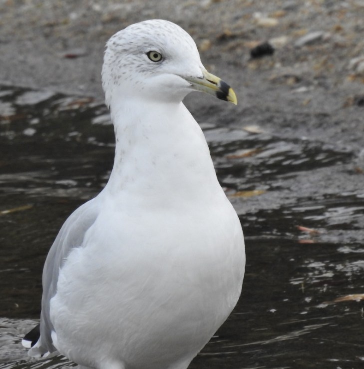 DSCN1124 (790x800) (2)