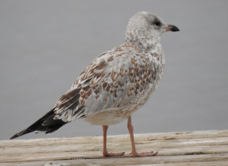 DSCN1130 (800x585) (2)