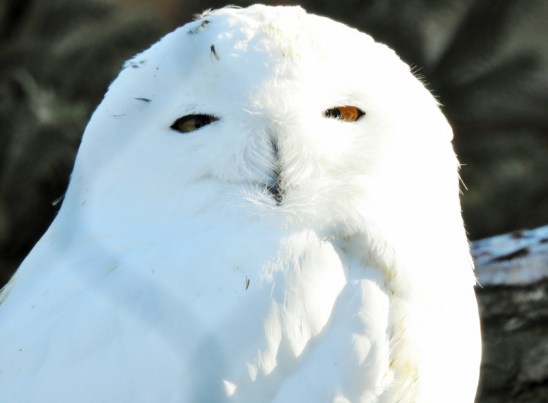 DSCN1714 (800x589) (2)