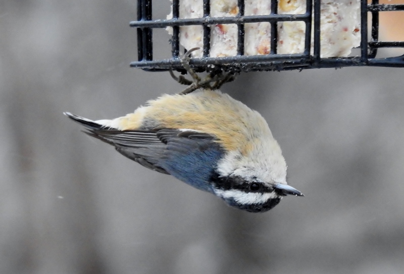 Windchill at Fort Whyte&nbsp;Alive