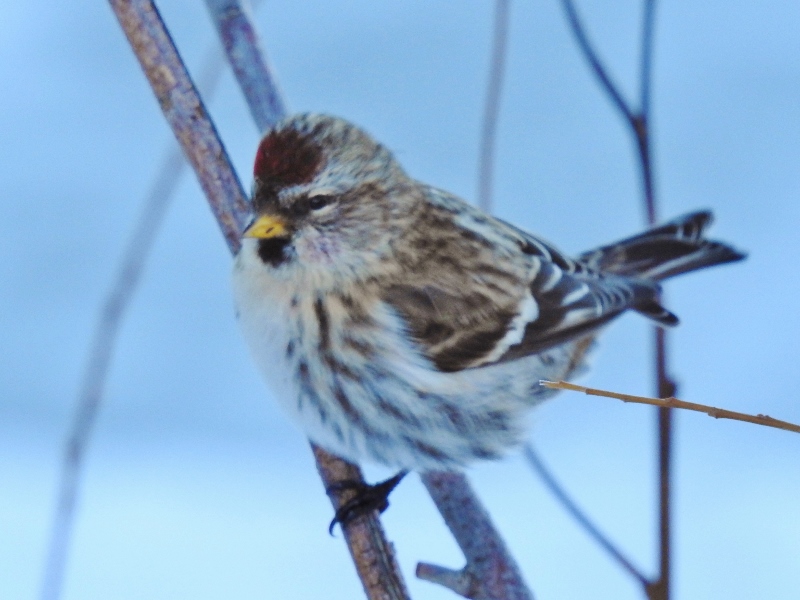 Beautiful Winter day at Oak Hammock&nbsp;Marsh