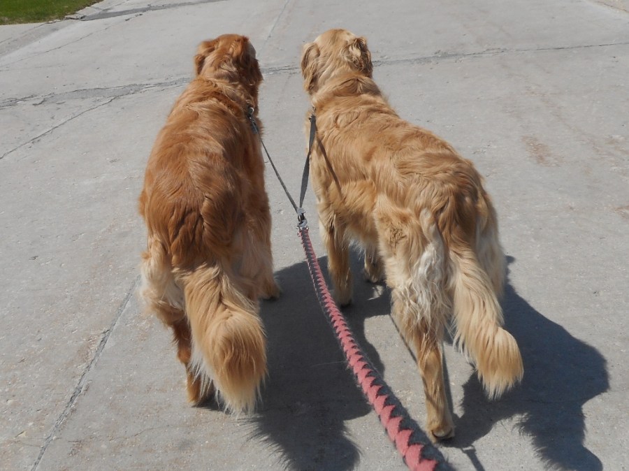 Adventures in Dog/Cat/House Sitting – part&nbsp;1