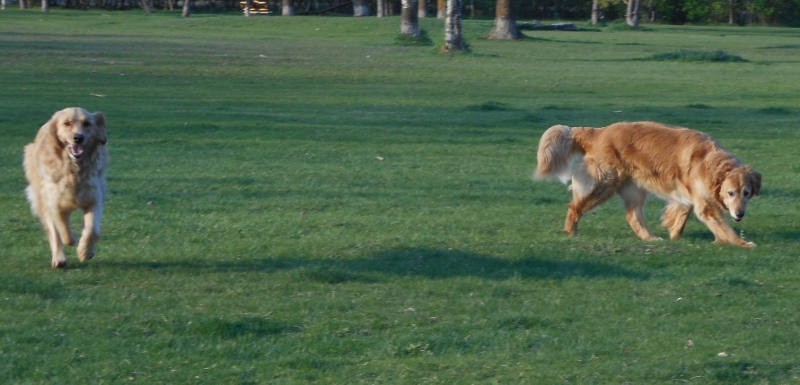 Adventures in Dog/Cat/House Sitting – part&nbsp;2