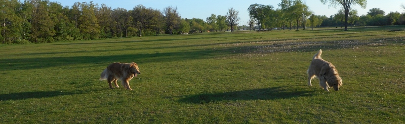 Adventures in Dog/Cat/House Sitting – part&nbsp;3