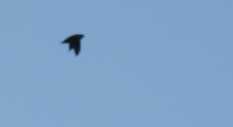 Chimney Swifts in My&nbsp;Neighbourhood
