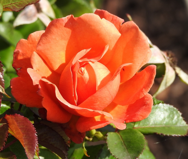 A Day in the Life (and some&nbsp;background)