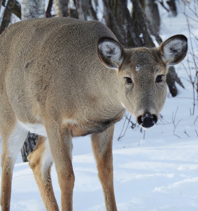 A Winter Walk at Fort Whyte&nbsp;Alive