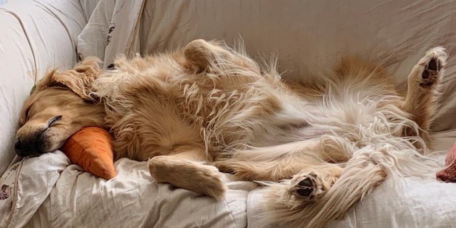 Dogs/Cats/House Sitting