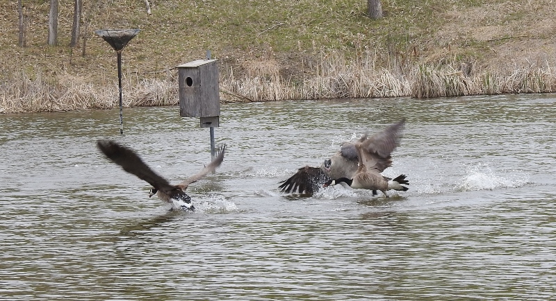 A Return Trip to Fort Whyte&nbsp;Alive