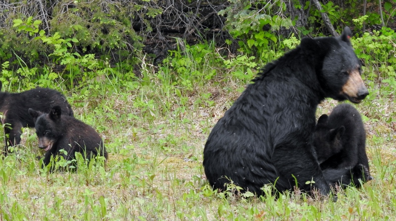 Riding Mountain National Park – day 2, part&nbsp;3