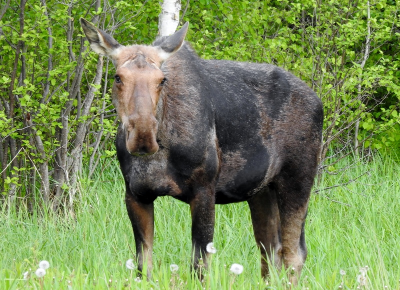 Riding Mountain National Park – final&nbsp;day