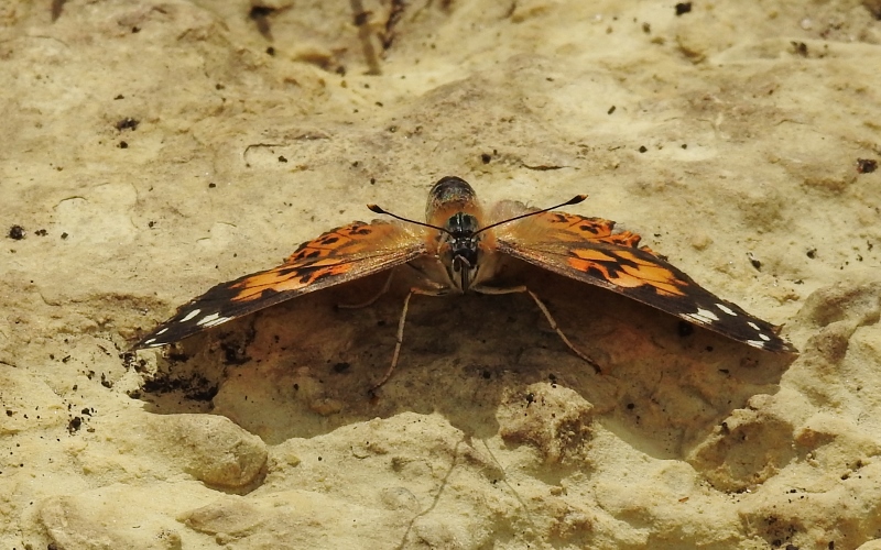 Assiniboine Park – part&nbsp;2