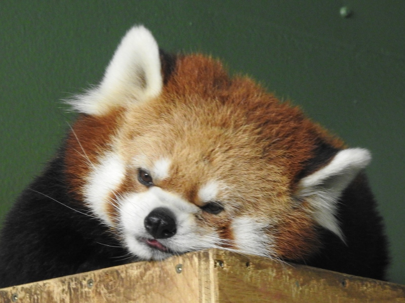 Wandering Around at the Assiniboine Park&nbsp;Zoo