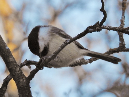 A Beautiful Morning in Birds Hill Provincial Park – part&nbsp;1