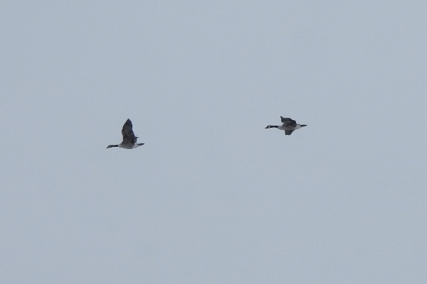 Canada Geese flying past