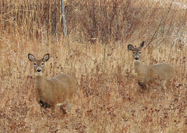 Fort Whyte Alive this&nbsp;Morning