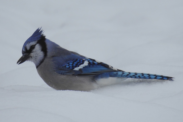 A Walk around Assiniboine Park after Doctor&nbsp;Appointment
