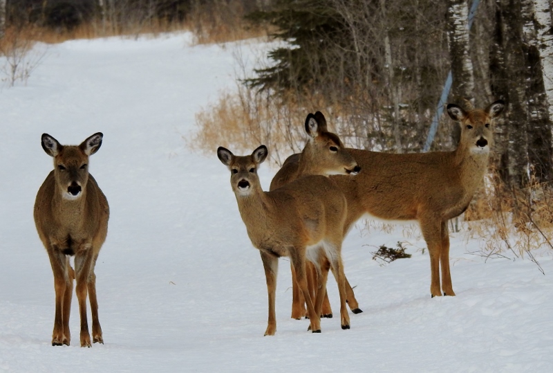 A Walk in Bird’s Hill&nbsp;Park