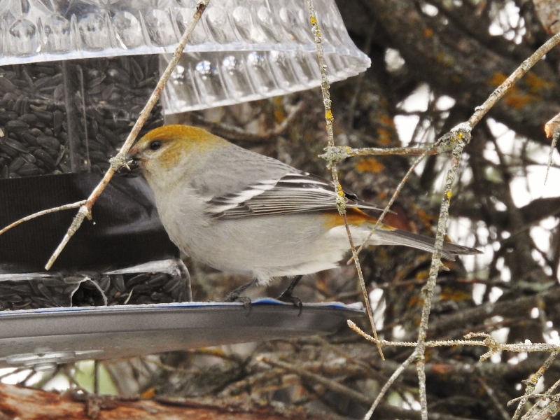 Lost in Bird’s Hill Provincial Park – part&nbsp;1