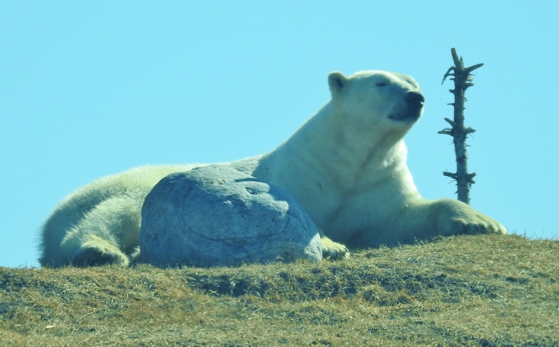 An Afternoon at the Zoo when I am not&nbsp;volunteering