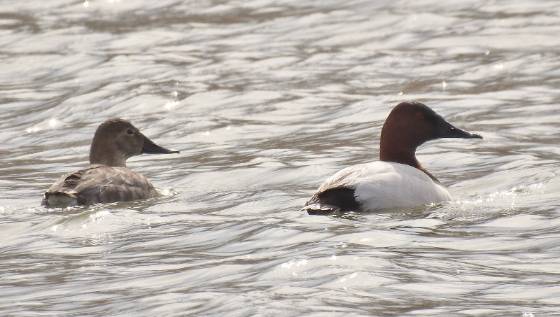 Fort Whyte Alive this&nbsp;Morning