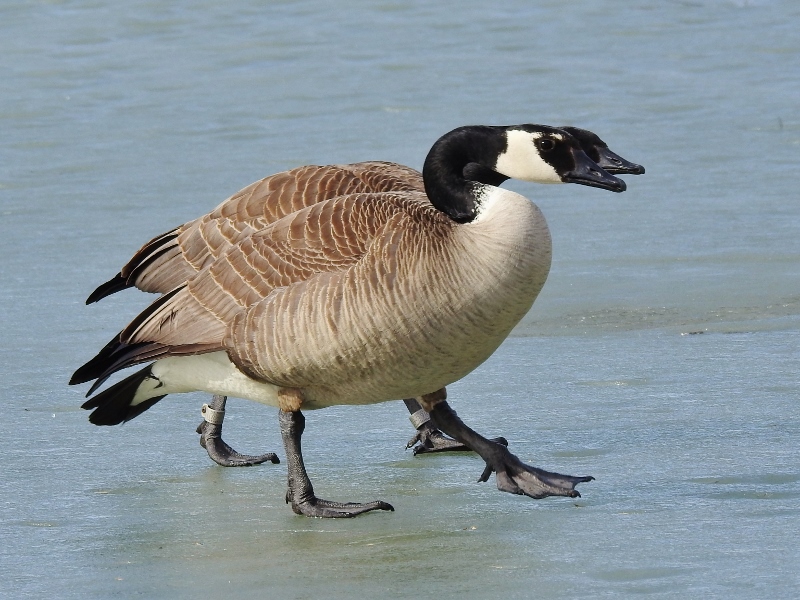 Geese, Ducks and&nbsp;More