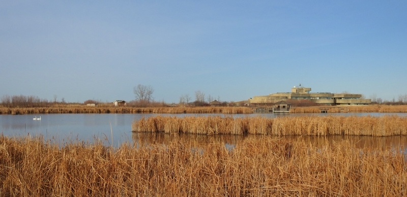 A Morning at Oak Hammock&nbsp;Marsh