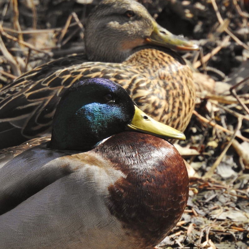A Quiet Stroll along Bunn’s&nbsp;Creek