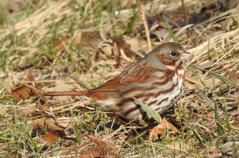 Back to Bird’s Hill Provincial&nbsp;Park