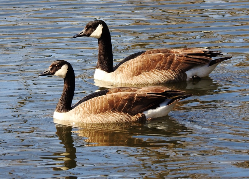 More Birds at St. Vital&nbsp;Park