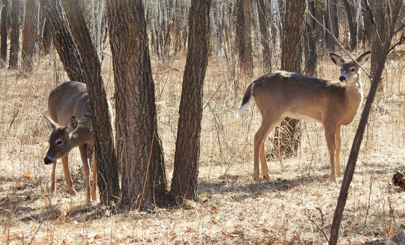 A Stroll Around Assiniboine&nbsp;Park