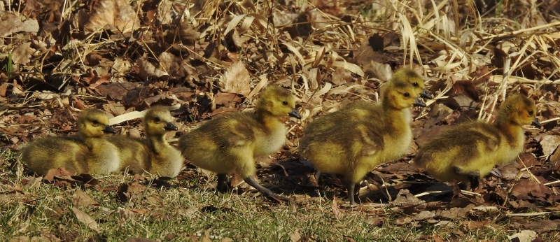 Bunn’s Creek and Sturgeon Creek&nbsp;Walks