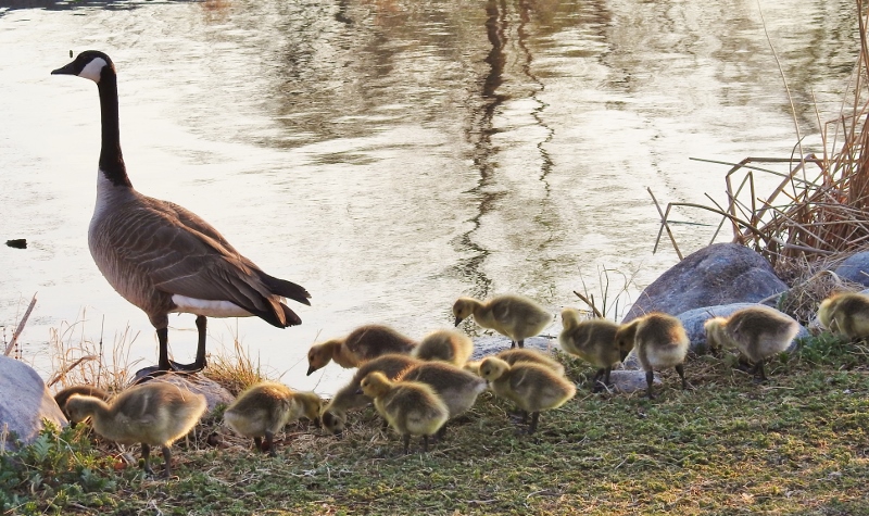A Couple of Walks in Assiniboine&nbsp;Park